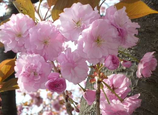 phtograph of double cherry blossoms