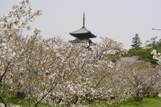 phtograph of omuro cherry blossoms