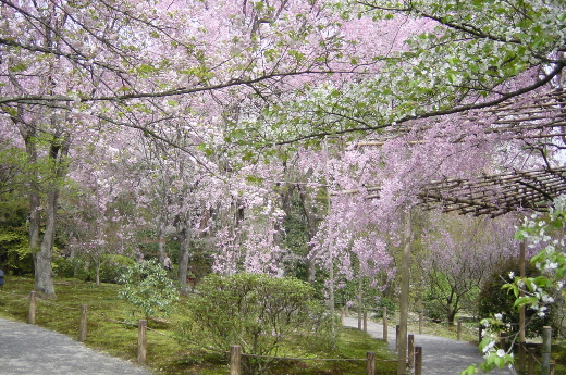phtograph of weeping cherry blossoms