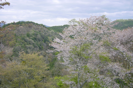 phtograph of yoshino cherry blossoms