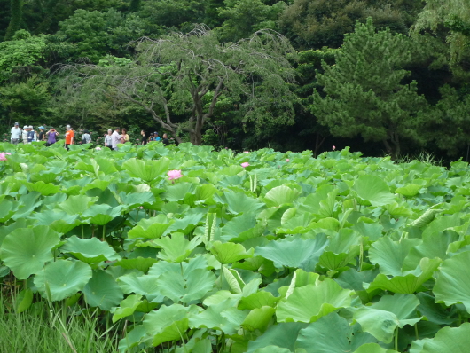 Photo of Lotus in Yokohama