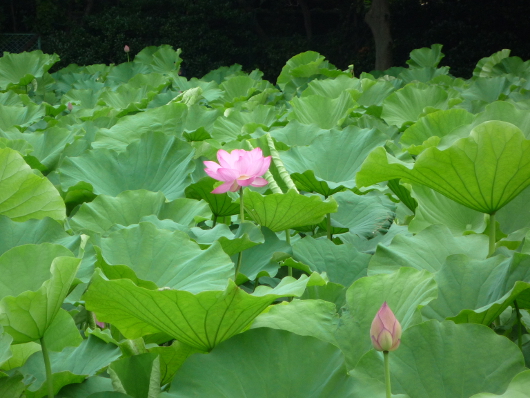 Photo of Lotus in Yokohama