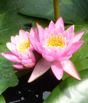 phtograph of lotus flower