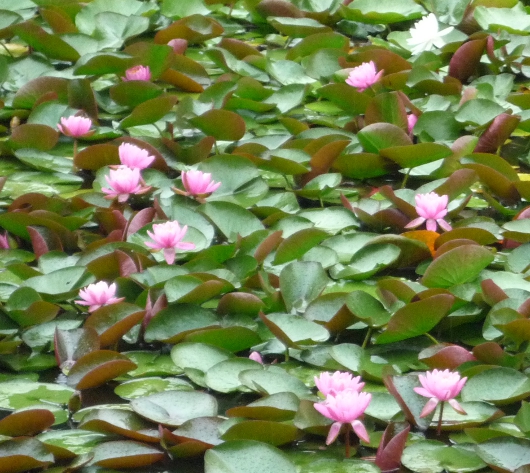 Photo of Water Lily in Yokohama