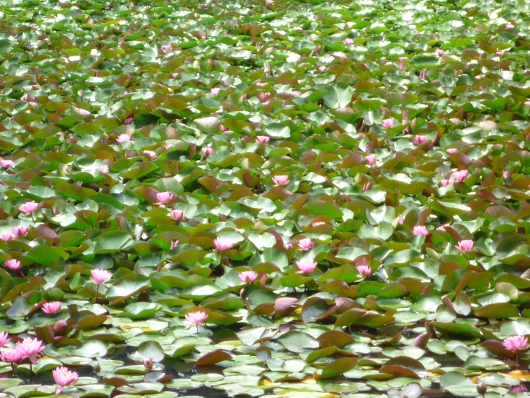 Photo of Water Lily in Yokohama