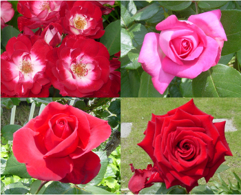 phtograph of 4 roses