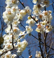 phtograph of cherry blossoms