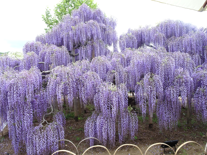 phtograph of Wisteria Flowers